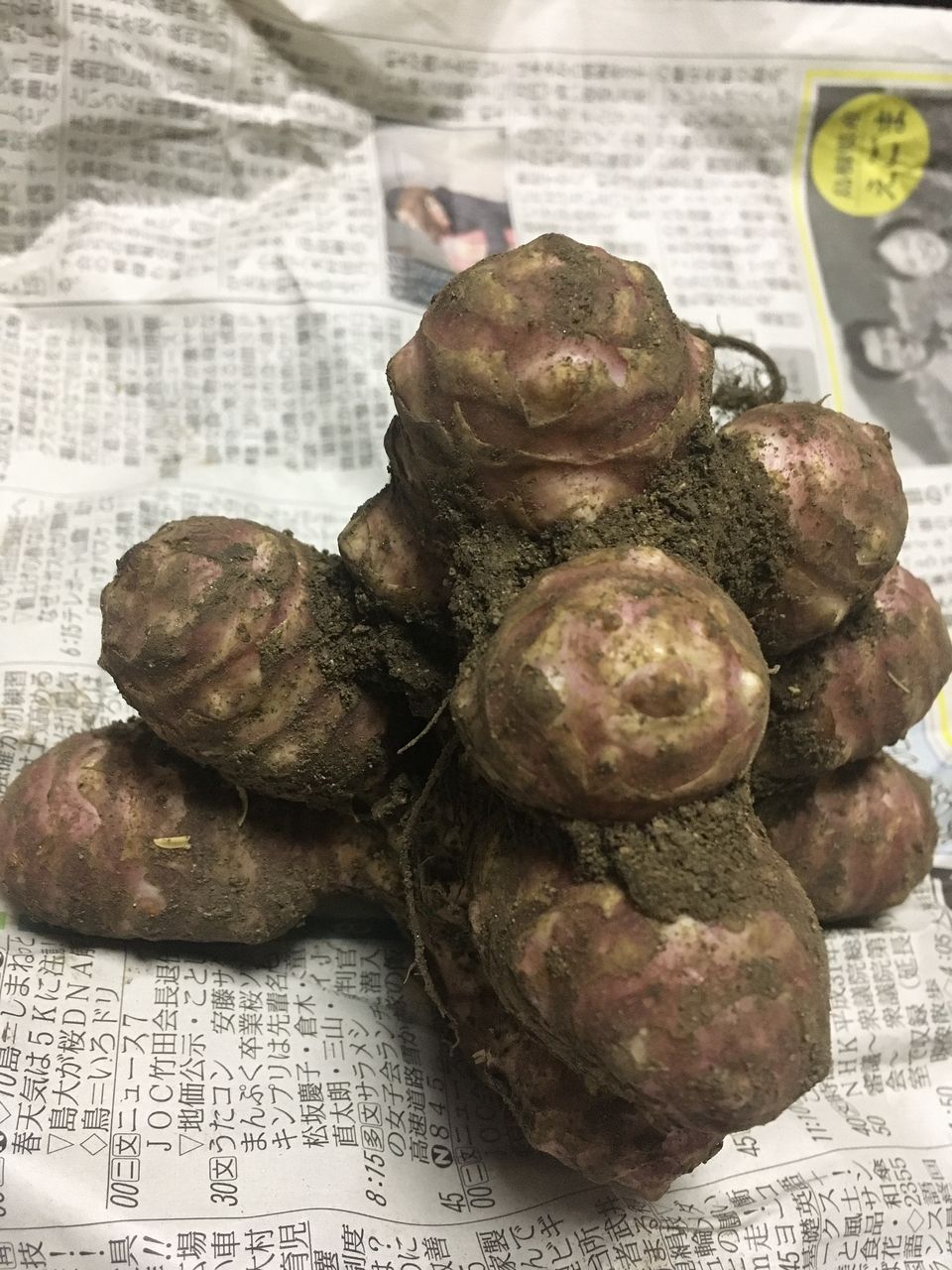 初！紫菊芋