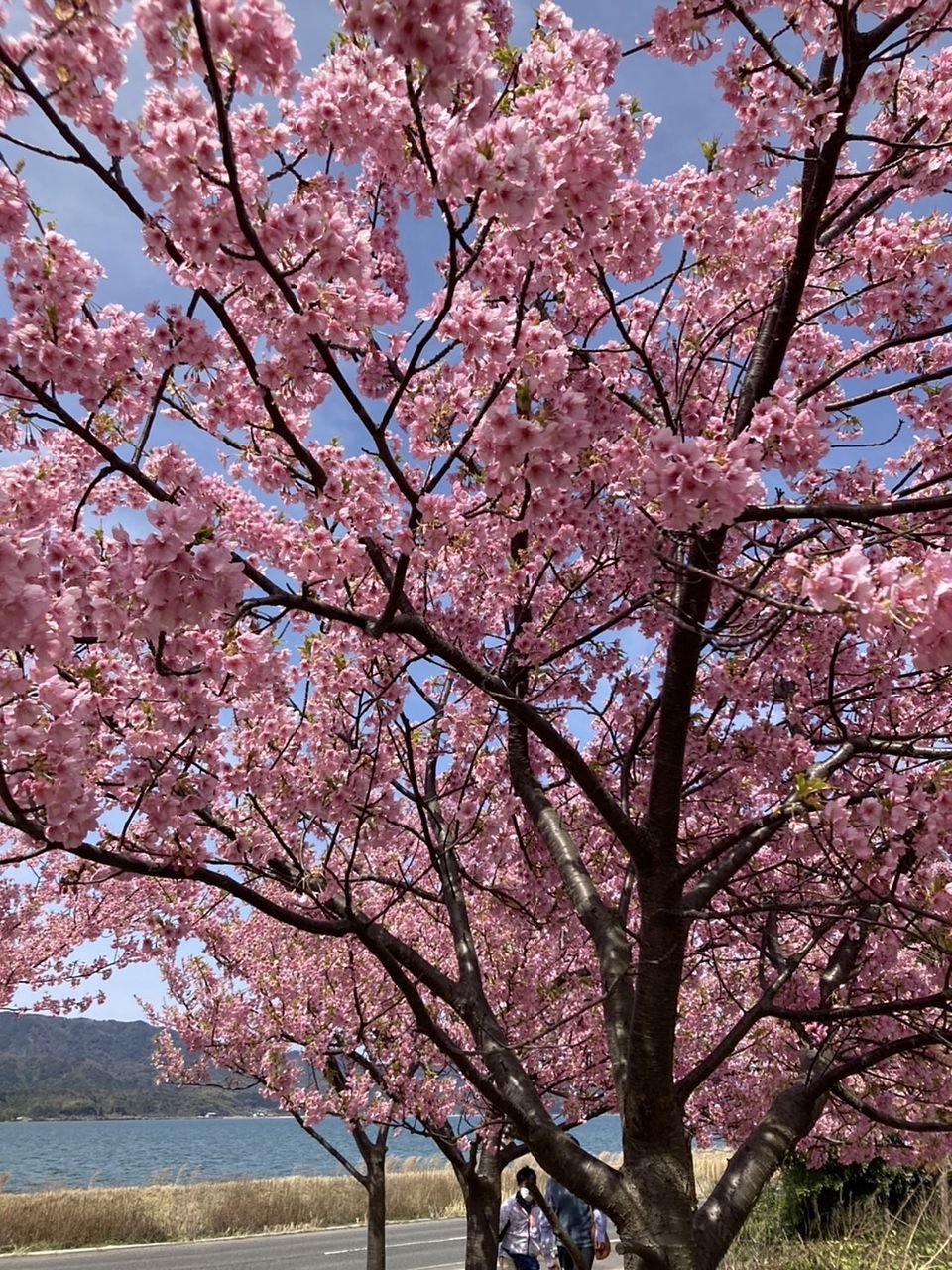 大根島の河津桜満開！！