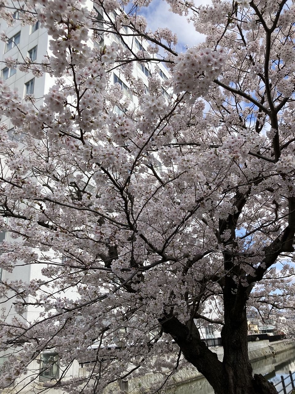 松江市の桜　満開です。※今週土日にぜひ。